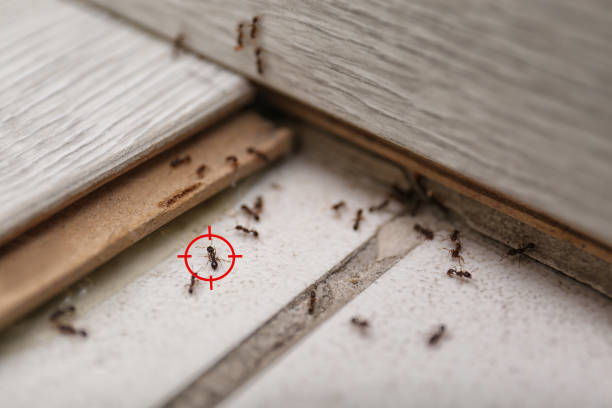 Wasp Removal Services in Rockwell, AR