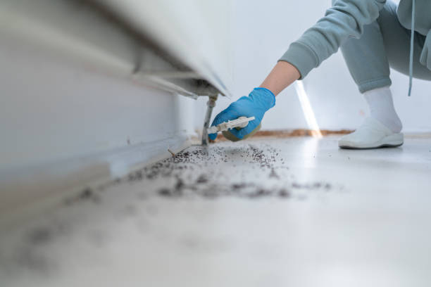 Professional Pest Control in Rockwell, AR